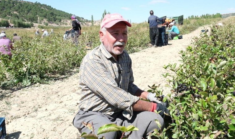 Mut'ta 'süper meyve' hasadı başladı: 70 bin dönüm alanda yetişiyor