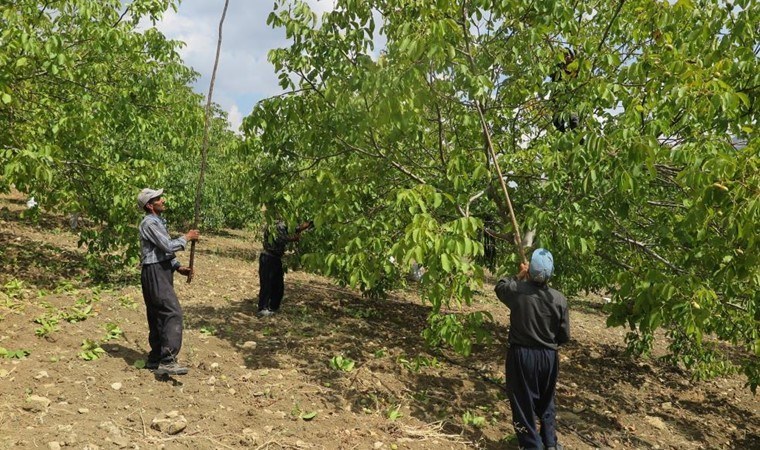 Çağlayancerit' coğrafi işaretli lezzetinde hasat başladı: Günlük 50 ton ürün soyuyorlar...