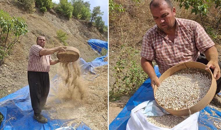 Toroslar'ın eteğinde hasat başladı: Kar suları ile sulanarak üretildi