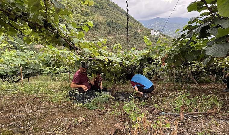 Sinop'tan Artvin'e kadar yetişiyor! İlaç niyetine tüketiliyor, hasadı başlamadan sipariş için sıraya giriliyor