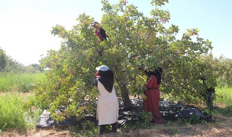 Şanlıurfa'da hasat 2 bin 300 işçi ile başladı! 10 farklı bölgede yetişiyor