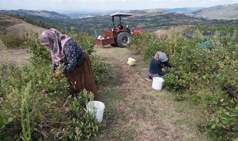 Uludağ'ın eteklerinde yetişiyor: Hücreleri yeniliyor, diabete iyi geliyor