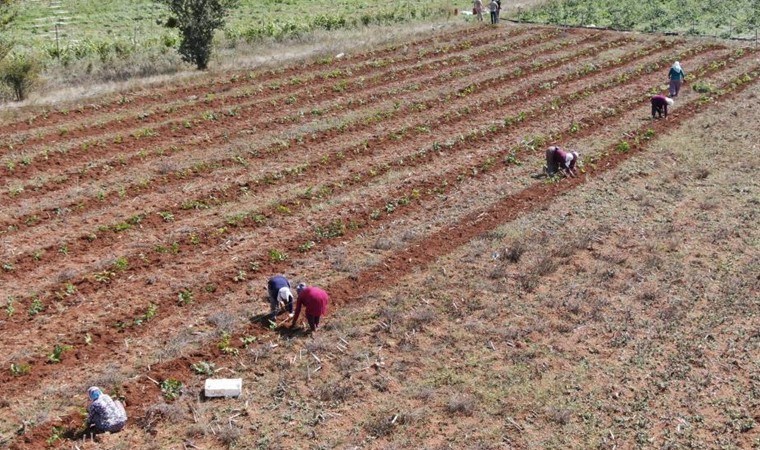 Deneme amaçlı dikti, siparişlere yetişemiyor! Bir kişi bir günde 80 kilo ürün topluyor...