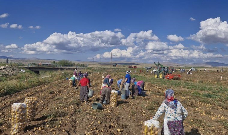 Halk akın etti: Markette 12 lira, tarlada bedava