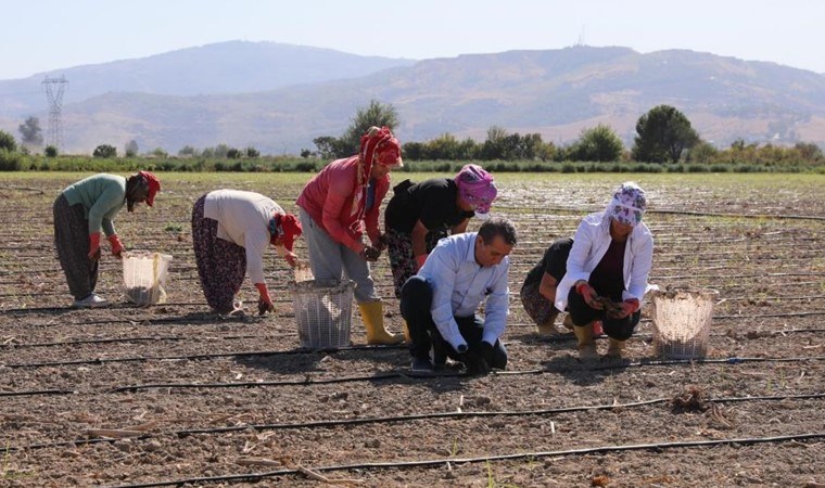 Efeler'de ekim zamanı! 50 dönümlük arazide yetişecek...