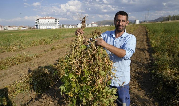 Kelkit'in coğrafi işaretli lezzetinde hasat sürüyor: Çinko deposu