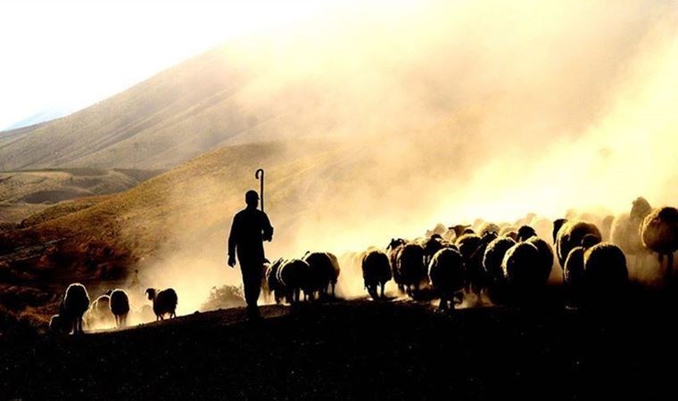 Afgan çoban, 'kaza kurşunu'yla hayatını kaybetti: 1 gözaltı