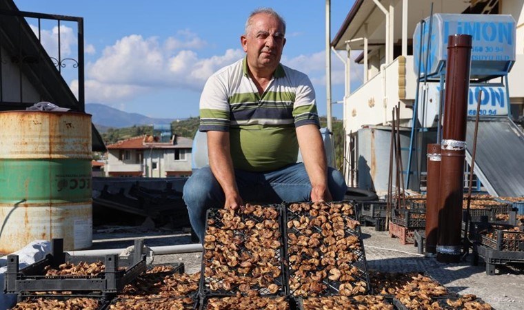 Samandağ'da hasat son buldu: Mahsulün yarısını domuzlarla  paylaşıyor, kalanı 350 TL'ye satıyor