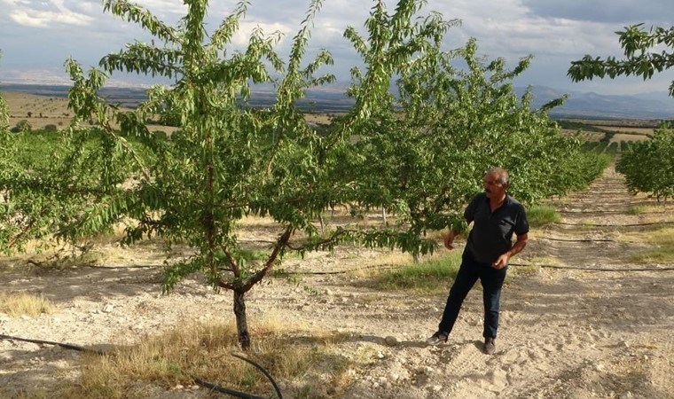 37 çiftçi tarafından yetiştirildi! Kökeni Osmanlı'ya dayanıyor...