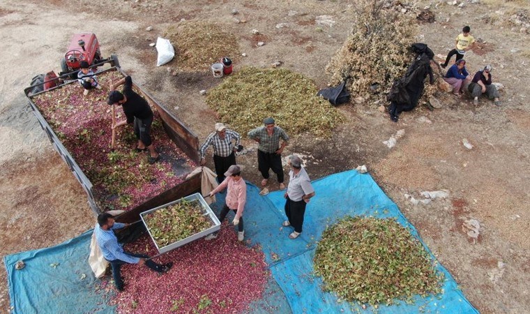 Gazianteplilerin 'yeşil altını': Ekildikten 20 sene sonra mahsul veriyor!