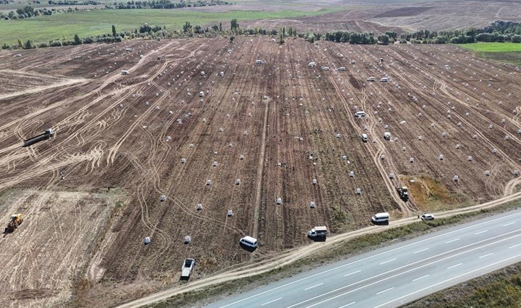 Uçsuz bucaksız arazide yüzlerce işçi ile hasat başladı