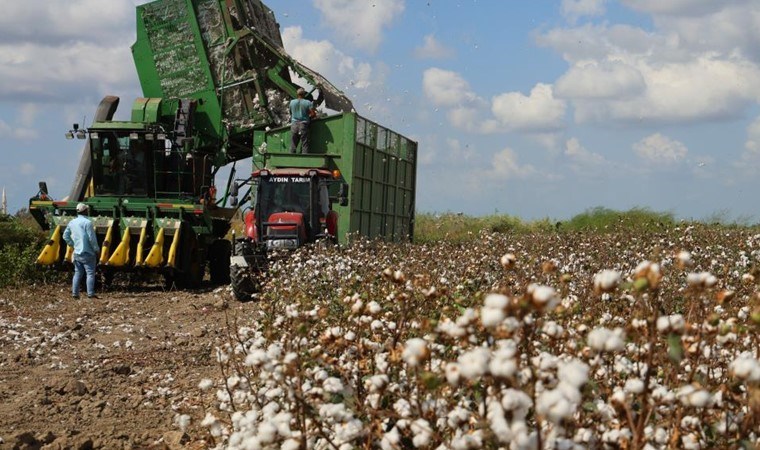 Hasat devam ediyor: Adanalı çiftçiler beyaz altın'dan  umduğunu bulamadı