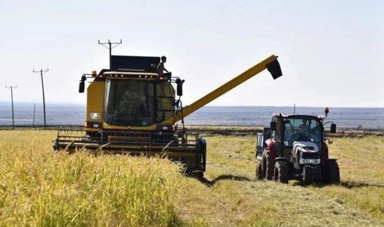 Rengi ve aromasıyla dikkat çekiyor: Şanlıurfa'da hasat başladı