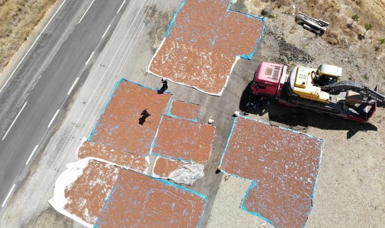 Trabzon'da binbir emekle toplanıyor, Bayburt'ta kurutuluyor! Bu yıl rekolte yüksek...