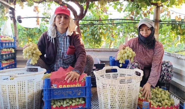 Sarıgöl'de yetiştiriliyor: Dalında 25 TL'den satılıyor...