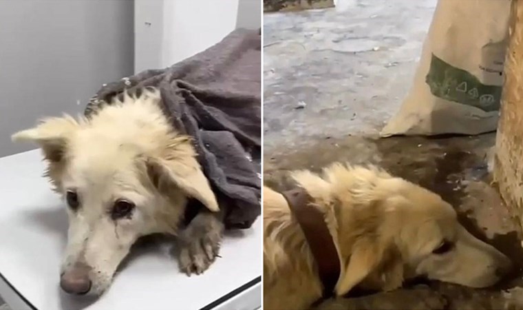 Köpeği döverek öldüren sanığa 5 ay hapis cezası