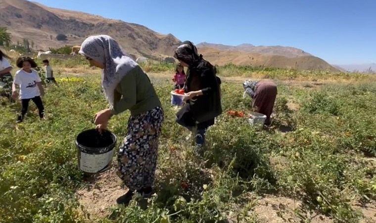 Yüksekova’da kadınların eliyle hasat başladı: Hem satacaklar hem de ev yemeklerinde kullanacaklar