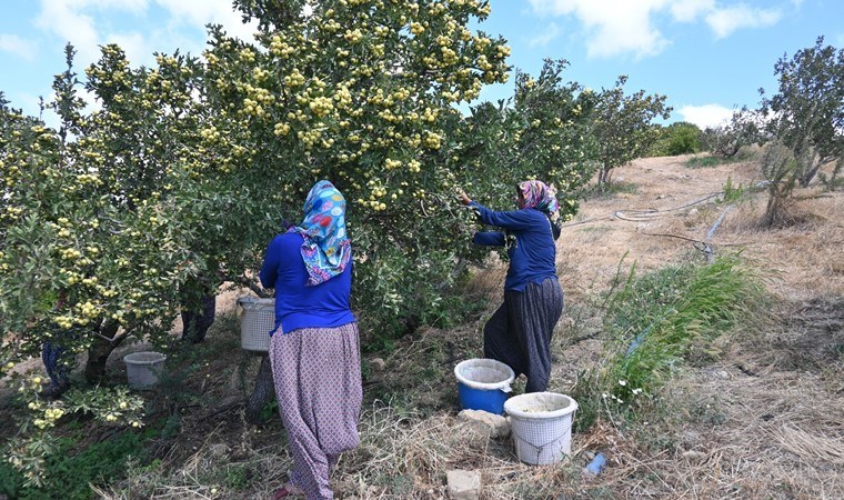 Belen'de sezonun ilk hasadı yapıldı!  200 liradan alıcı buluyor...