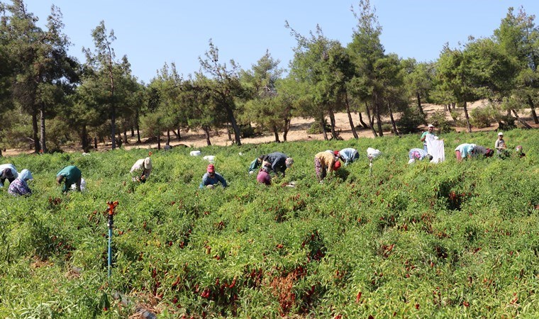 Kilis'in sulak olan her yerinde yetişiyor: Şehrin geçim kaynağı...