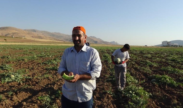 Tezgaha geldiği gibi bitiyor! Tadı kiviye benziyor, en ucuz kavun cinsi