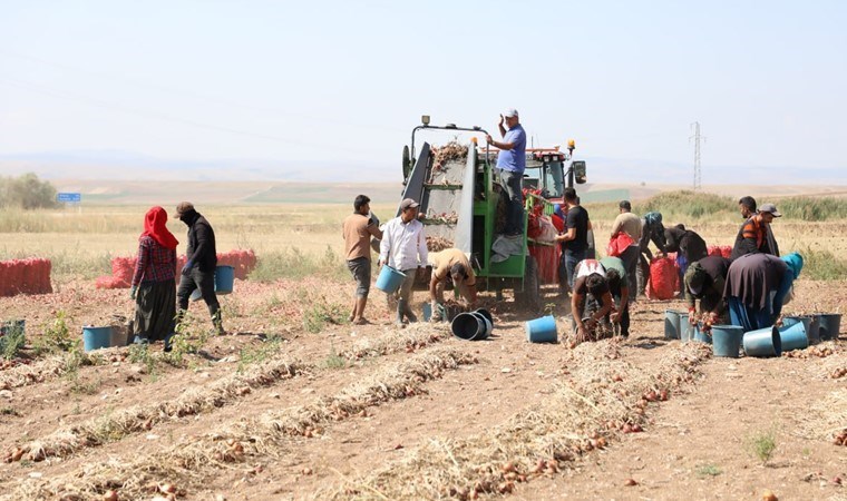 5 aylık bekleyiş son buldu! 'Alaca mor'unda hasat zamanı....