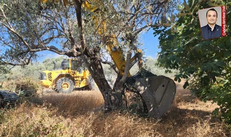 İktidar Hatay Dikmece’de kamulaştırmadan vazgeçti, olan kesilen zeytinlere oldu