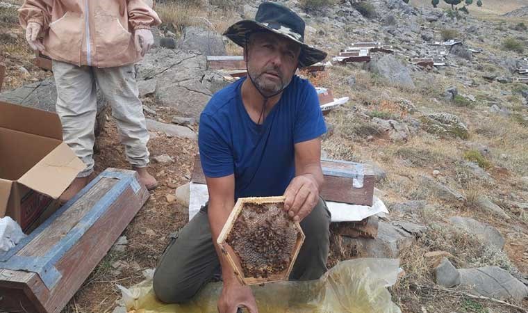 Ayı korkusu hasadı öne çekti! Toros Dağlarının zirvesinde üretildi...