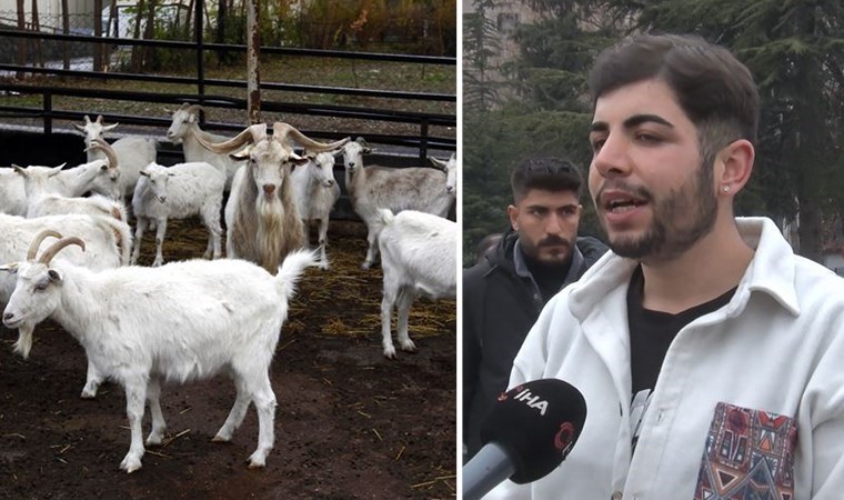 Ankara'da vahşet: Kaçırılan hamile keçiler kesilmiş şekilde bulundu