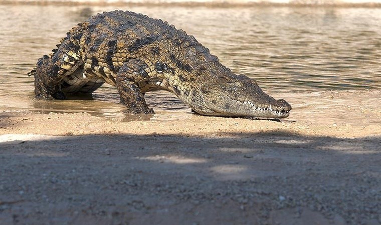 'Yolsuzlukla' suçlanan siyasetçinin evinde timsahlar bulundu