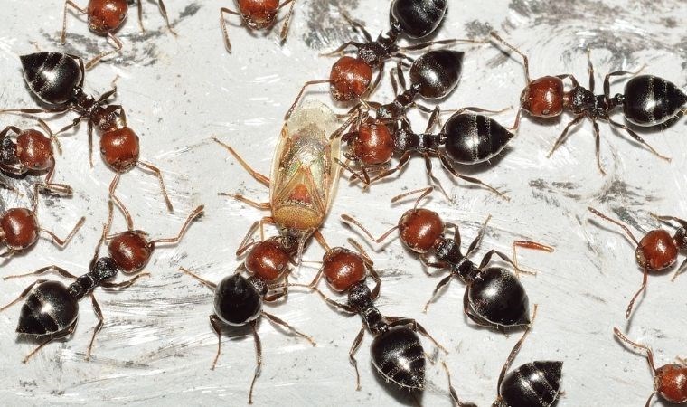 Karıncaların düşmanlarını hatırladığı ve kin tuttuğu ortaya çıktı