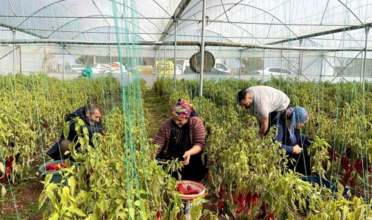 Harran Ovası'nda çiftçinin yüzü gülüyor: 'Az alanda daha çok kar elde ediyoruz'