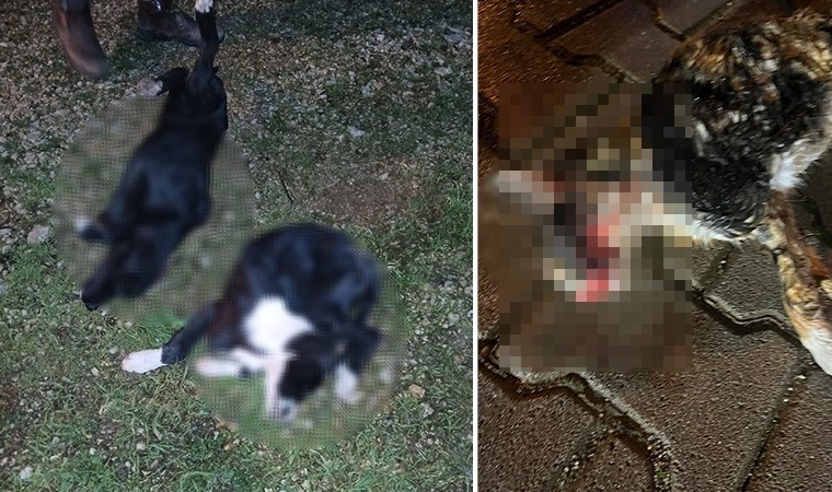 Bursa'da vahşet: 5'i yavru 6 köpek ve 1 kedi zehirlenmiş halde bulundu!