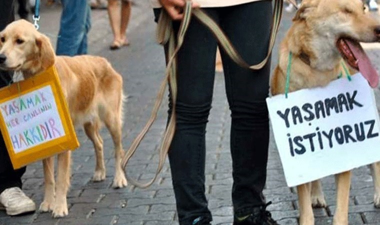 Bodrum'da vahşet: Zehirlendiği ileri sürülen 4 köpek hayatını kaybetti