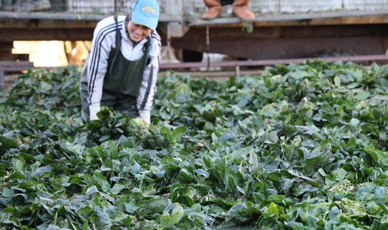 Kozan'da hasat başladı: Tarlada kilosu 14 TL...