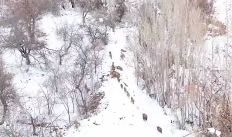 Karla kaplı arazide koşan yaban domuz sürüsü drone kamerasına takıldı