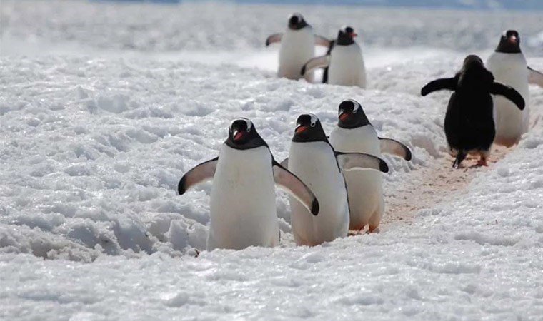 Uzmanlar buzlu yolda düşmemenin sırrını verdi: 'Penguen yürüyüşü'