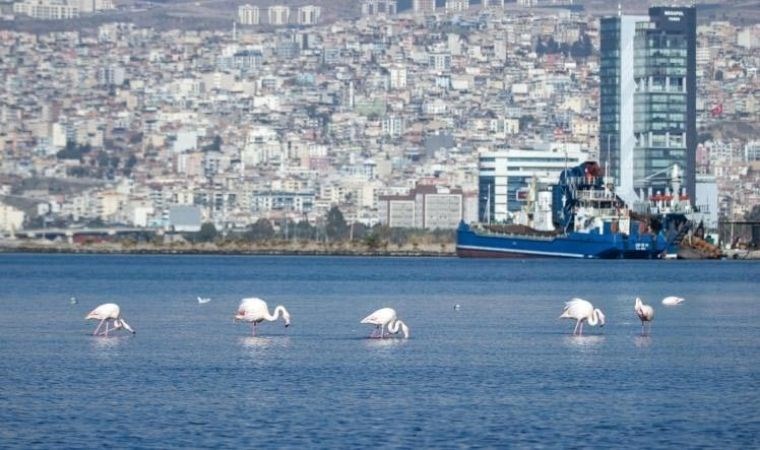 Flamingolar ve pelikanlar İzmir Körfezi’ne geri döndü