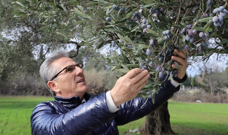 Nazilli'de hasat başladı: 