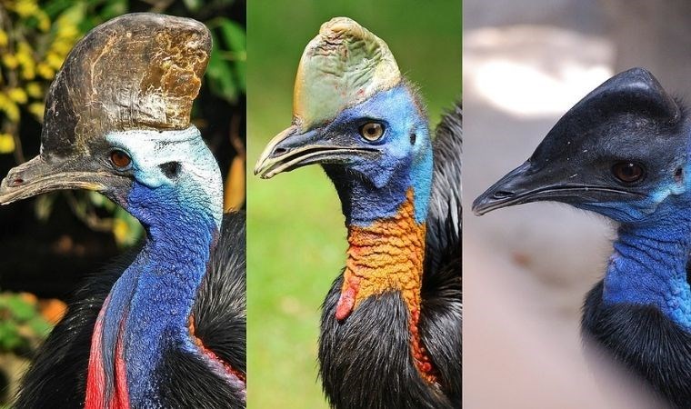 Dinozorların torunu: Dünyanın en tehlikeli kuşu Cassowary