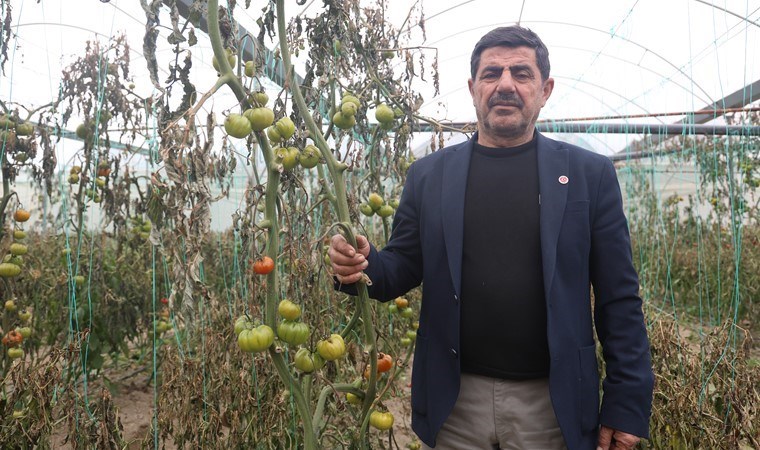 Mahallenin geçim kaynağıydı! Hasat edilemeden tarlada kaldı