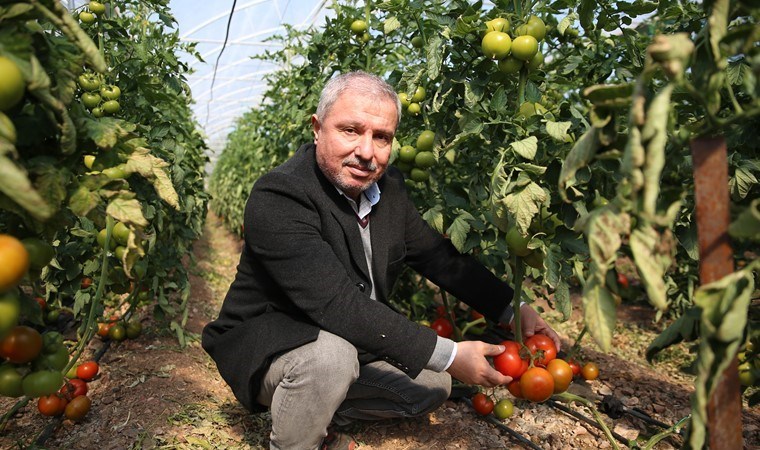 Batı Akdeniz 'de yetişiyor onlar ülkeye gönderiliyor: