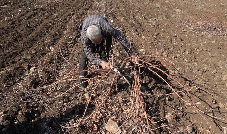 Kilis'te budama mesaisi başladı: Sofraya yolculuğu 8 ay sürdü...