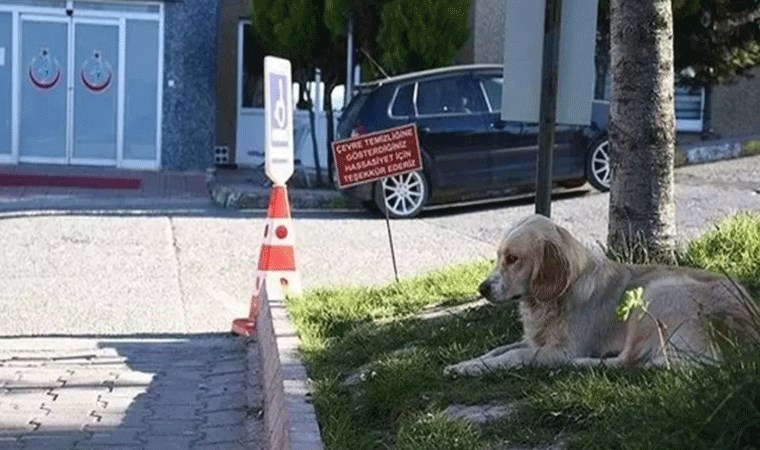 Sağlık Bakanlığı’ndan tartışma yaratacak karar: 'Hastanelerde sahipsiz hayvan olmayacak'