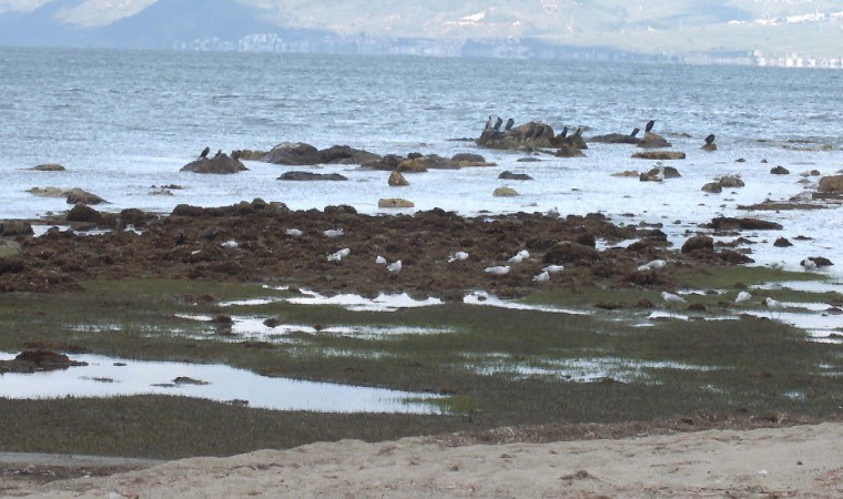 Burhaniye'de deniz çekildi, 2 bin 500 yıllık antik liman ortaya çıktı