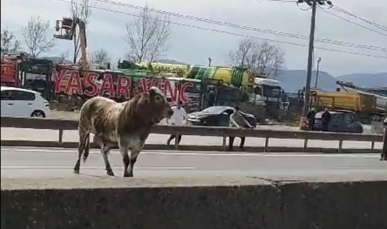 Boğa, sahibinin elinden kaçtı: Trafiği birbirine kattı!