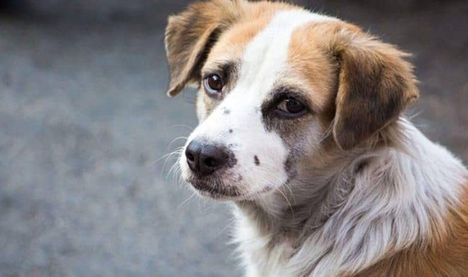 Tüm Türkiye'nin gündemi… AKP'den açıklama geldi: Sokak köpekleri  'uyutulacak' mı? - Son Dakika Türkiye,Siyaset Haberleri | Cumhuriyet