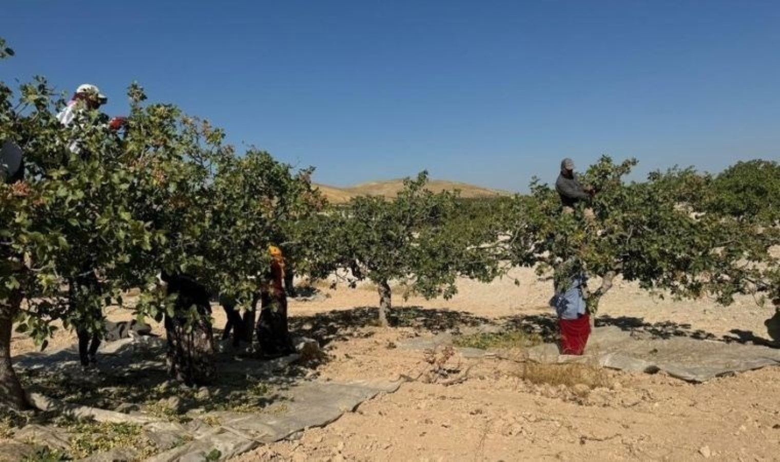 Şanlıurfa'da 'yeşil altın' hasadı başladı: Tarlada 200 TL'ye satılıyor - Son Dakika Yaşam Haberleri | Cumhuriyet