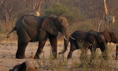 Zimbabve'de kuraklık: 2 ayda 200'den fazla fil öldü