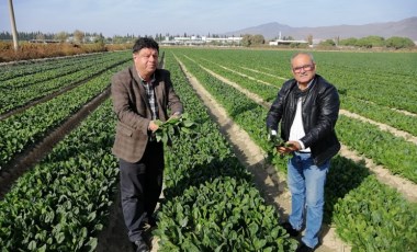 Türkiye'nin Ispanak deposu Menemen'de zehirli ot denetimi