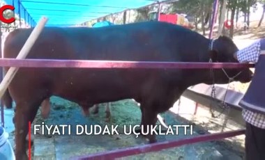 1 buçuk tonluk kurbanlığın fiyatı dudak uçuklattı